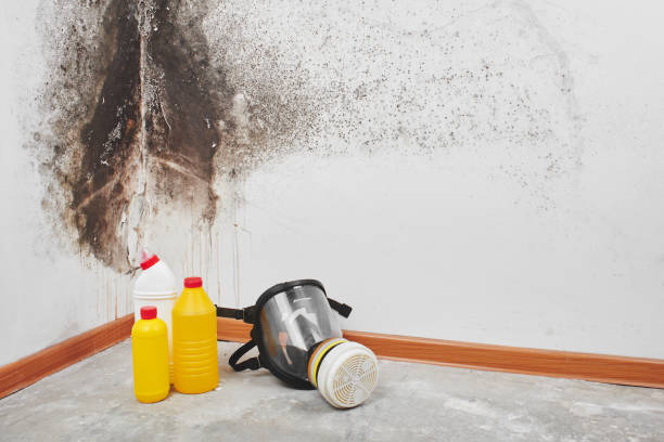 Best Water Damage & Mold Remediation  in Ferriday, LA